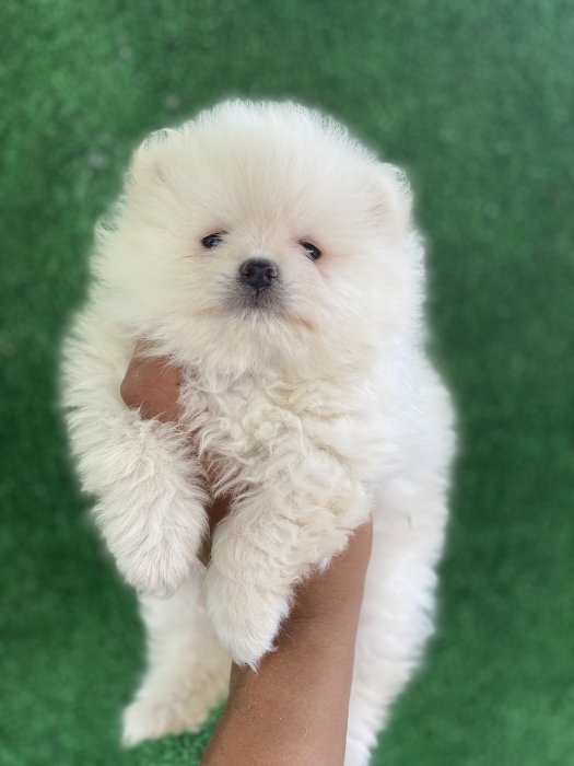 Spitz Pomeranian