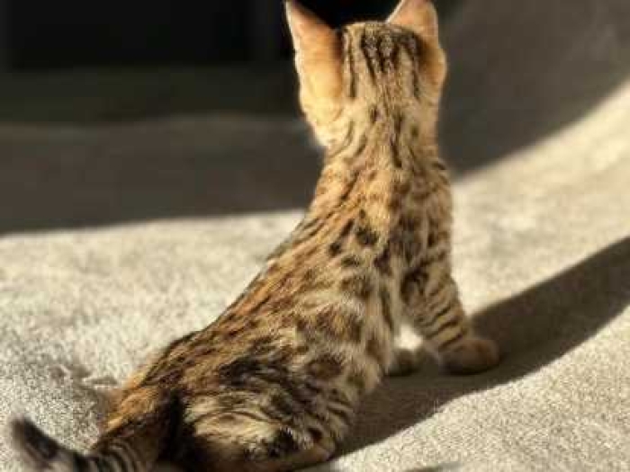 Bengal cat