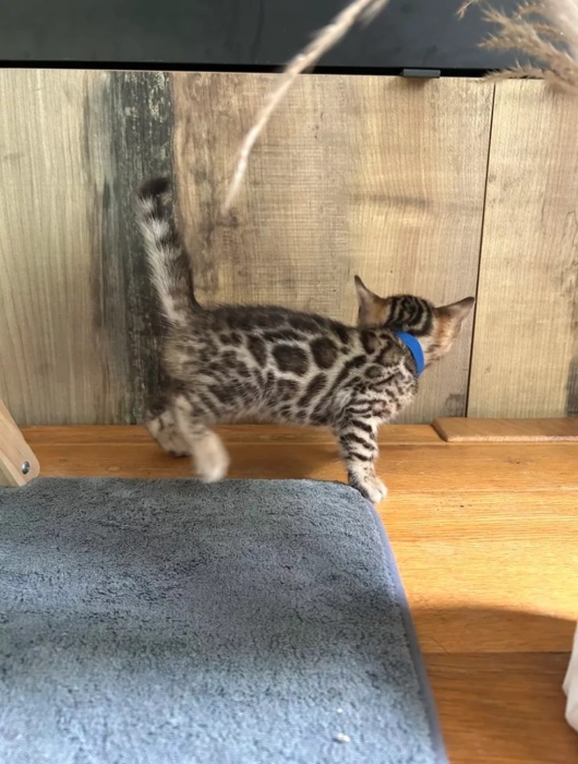 Bengal