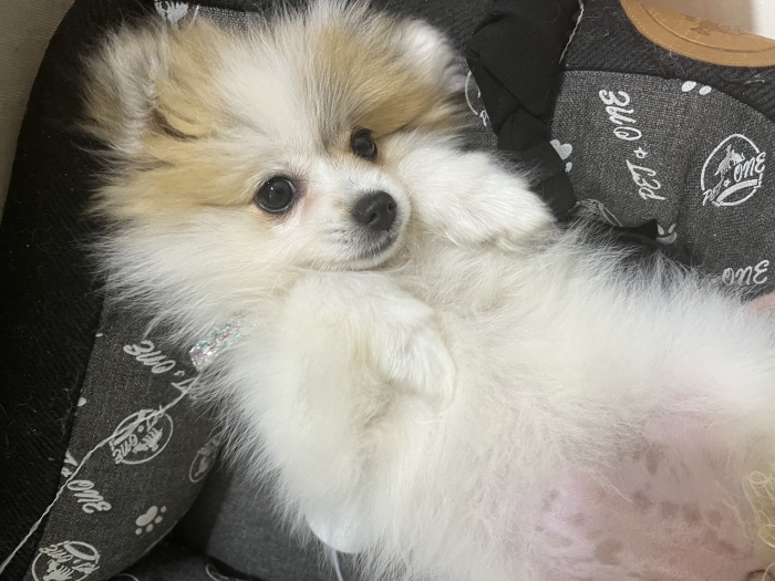 Spitz