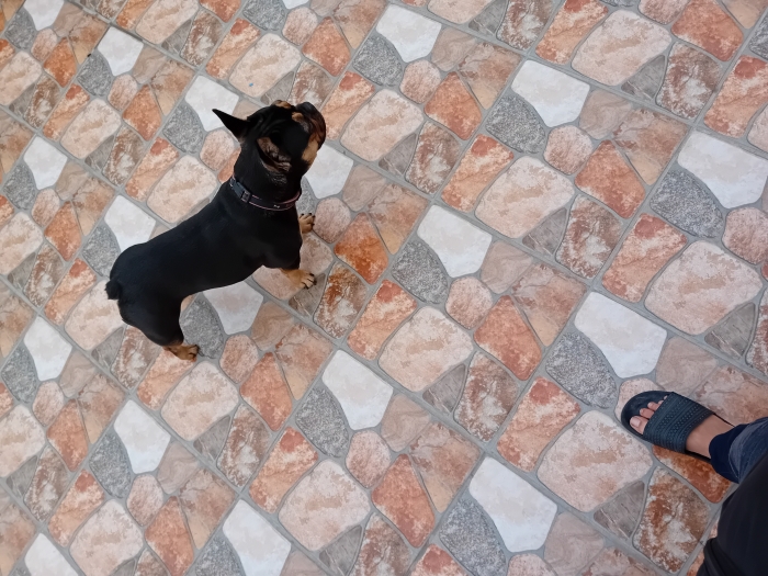 Bouledogue francais