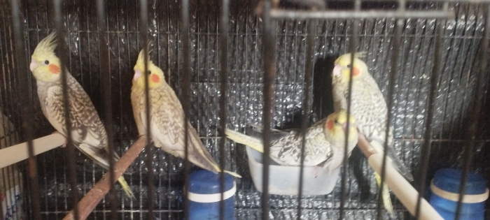 Couple Calopsitte