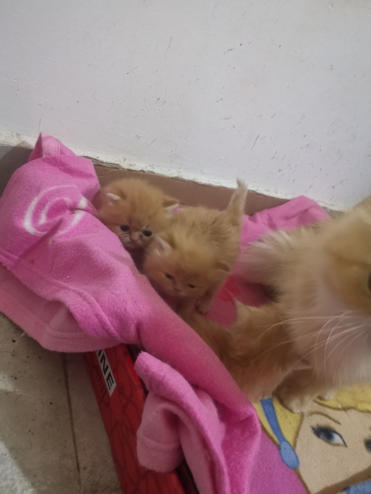 Chaton persan