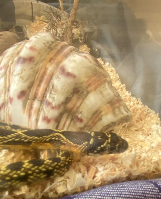 Serpent couleuvre