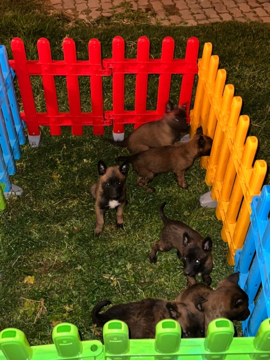 Berger Malinois 🐾
