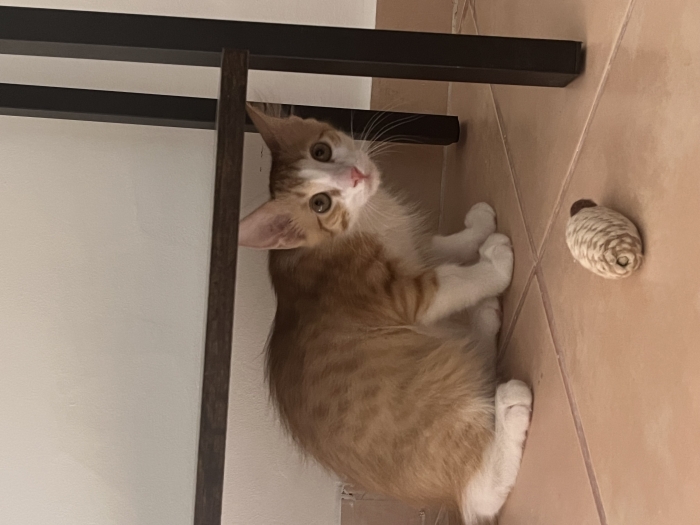 Chat à adopter