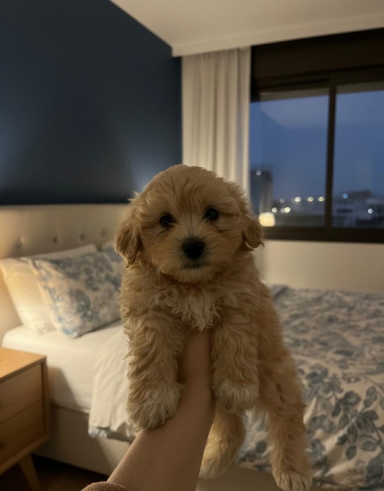 Bichon havanais