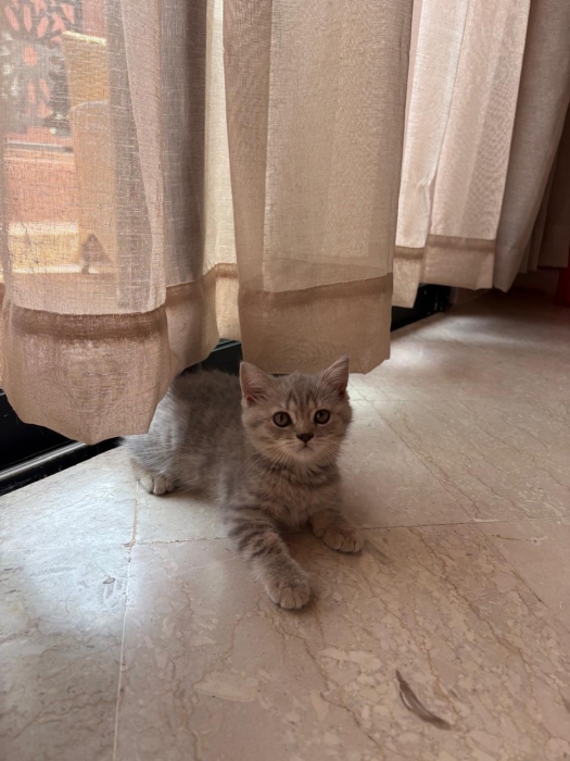 Chaton