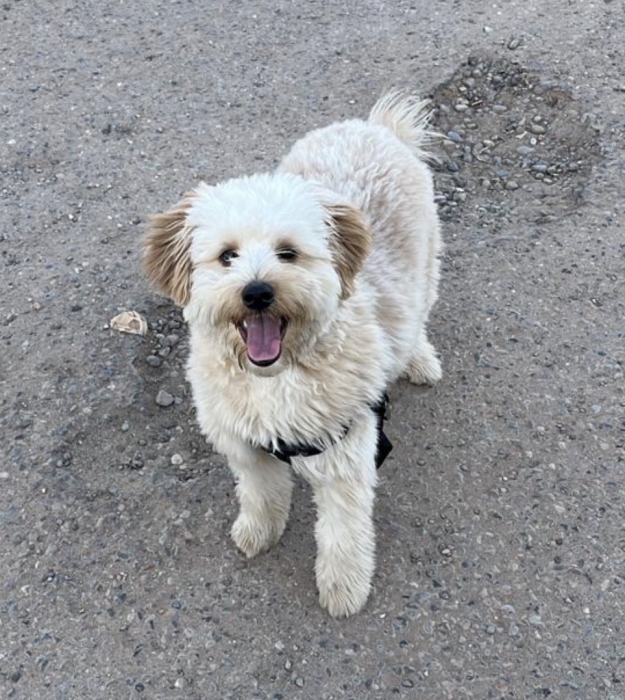 Bichon Havanais