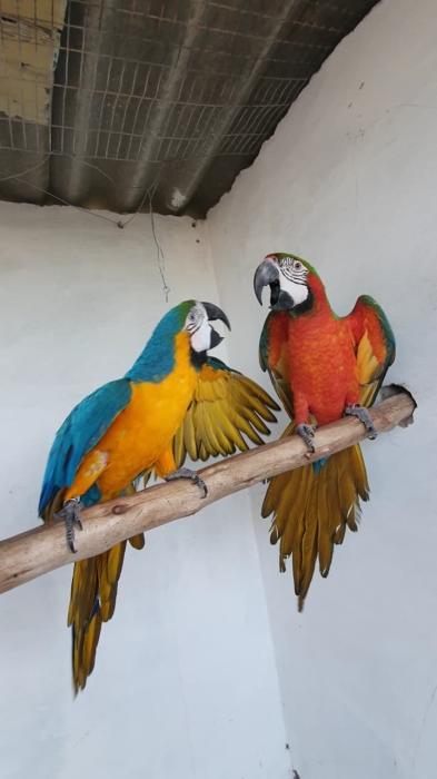 Couple d'Aras