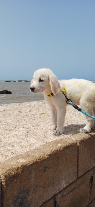 Golden retriever