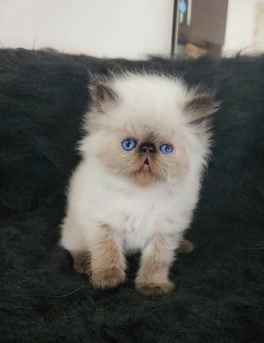 Chat persan