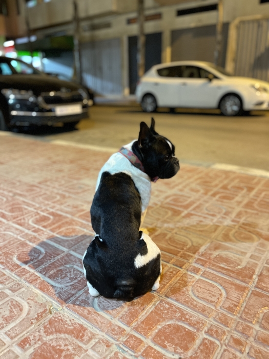 Bullldog Françai