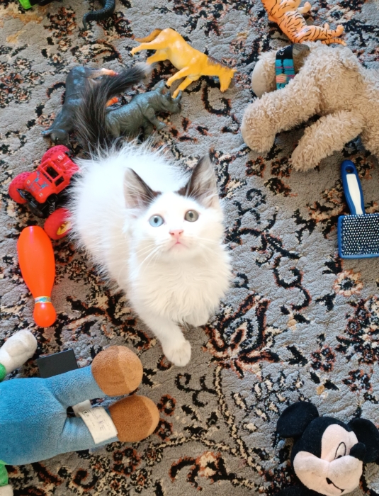 Chaton angora turck