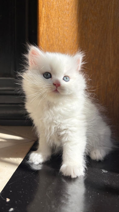 Scottish fold , Highland Straight