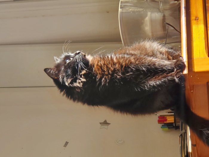 Voulez-vous adopter mon chat?