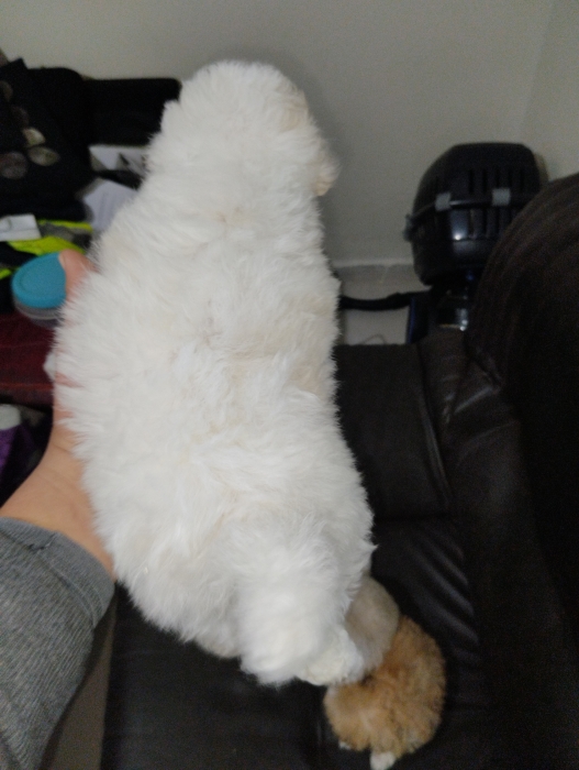 Bichon maltais