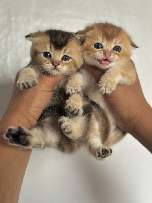 Scottish fold