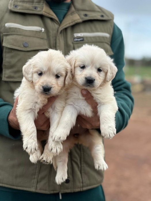 Golden Retriever