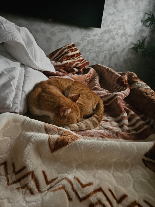 Chat castré