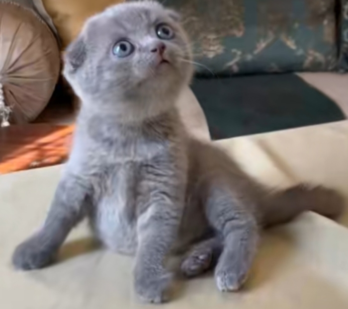 scotish fold cat