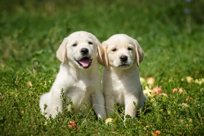 Labrador Pure race