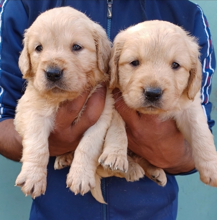 Golden retriever