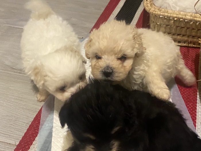 Adorables Bichons
