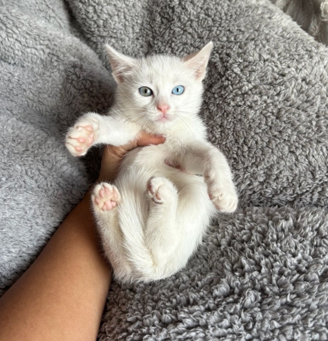 Angora turc