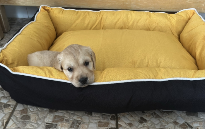 Chiot Golden Retriever