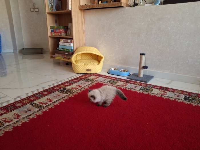 Chaton persan mâle à vendre