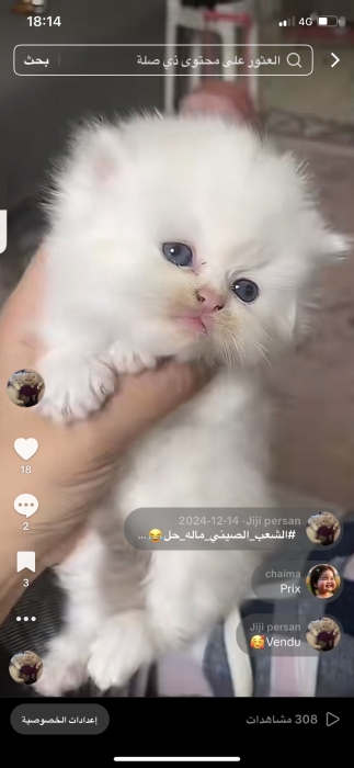 Chatons persan