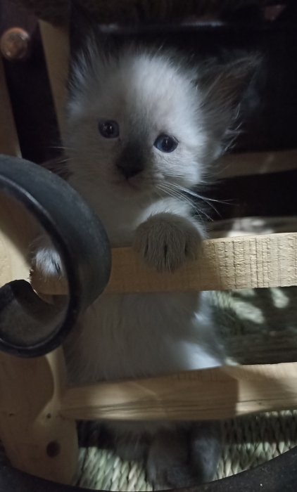 Chaton siamois