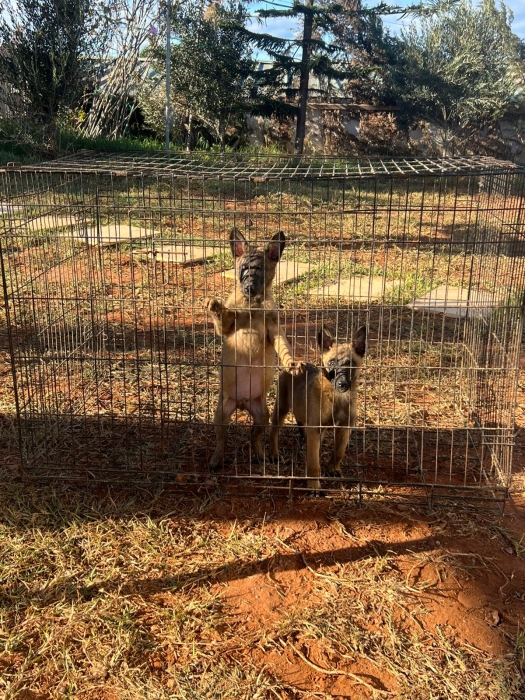 Malinois