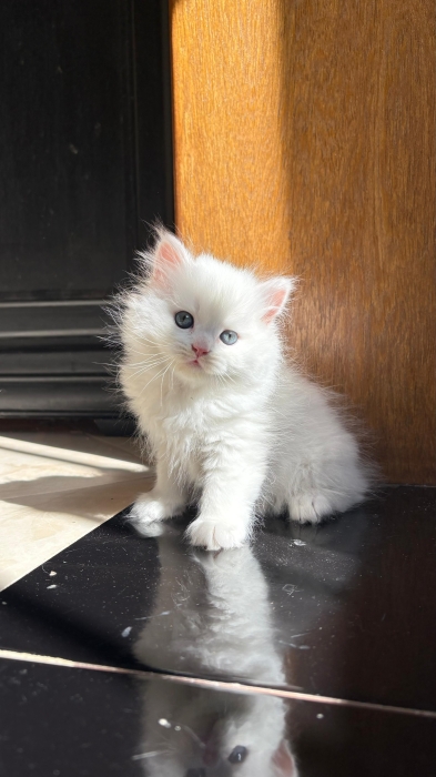 Highland Straight et scottish fold