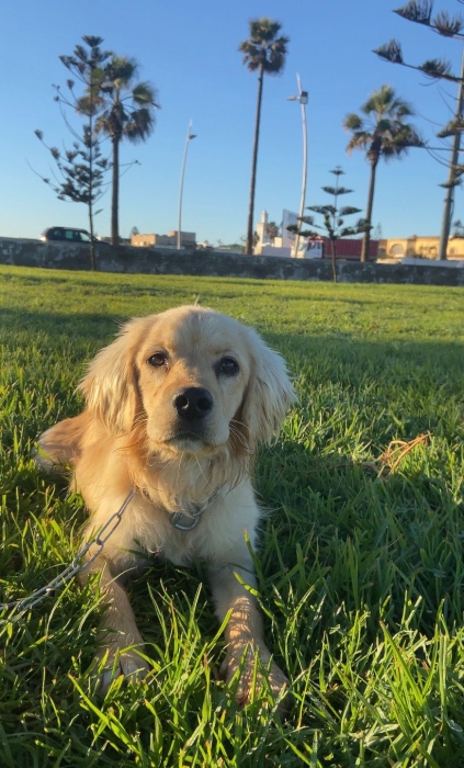 Golden retriever