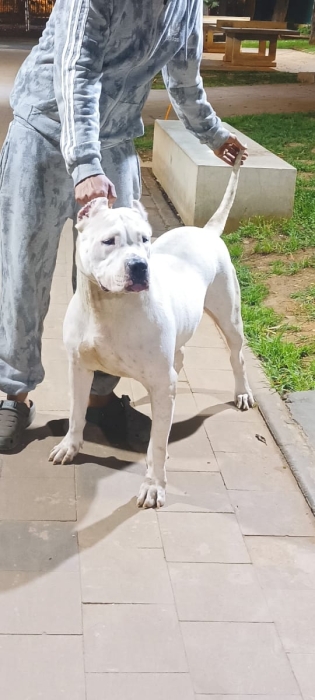 Dog argentin