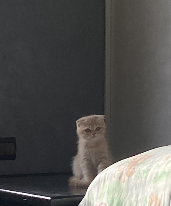 Scottish Fold