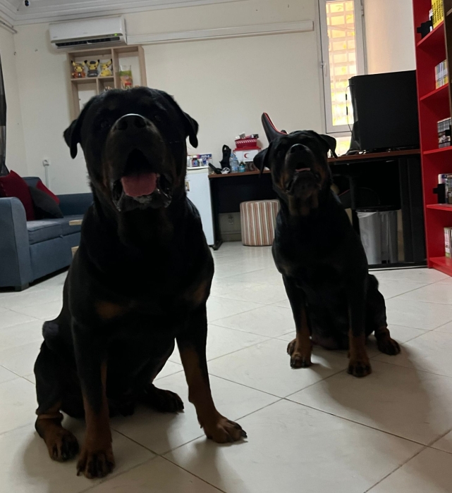 Chiot Rottweiler
