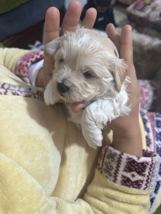Bichon maltes