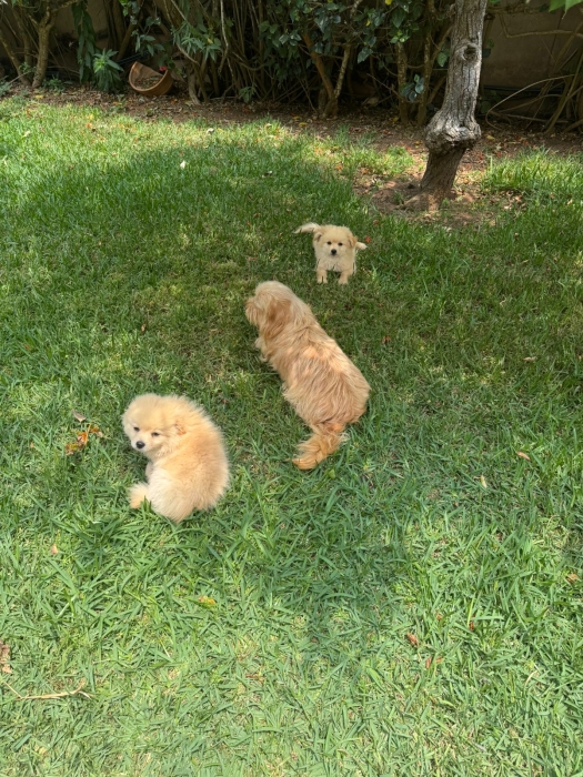 Chiot femelle spitz croisé bichon