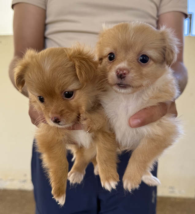 Chiots spitz