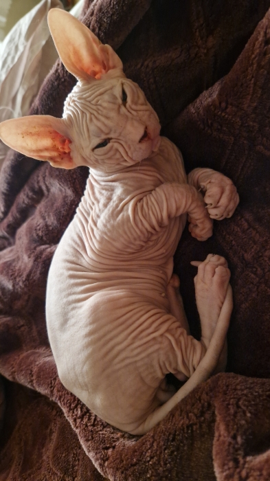 Race sphynx
