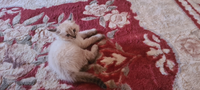 Chat siberien de 2 mois