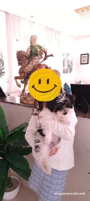 Urgent un Shih Tzu à vendre avec accessoires offerts
