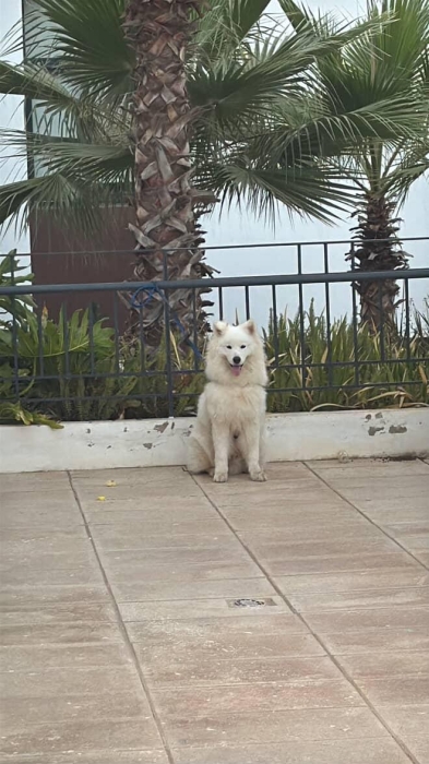 Samoyed