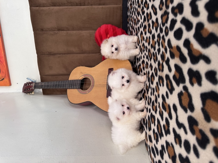 Spitz Pomeranian