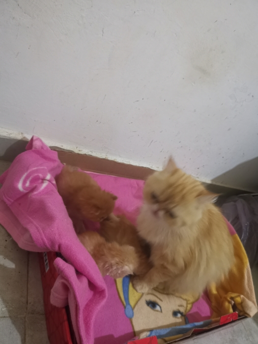 Chaton persan
