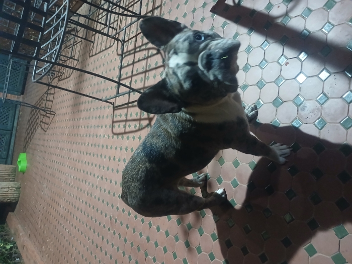 Bulldog français