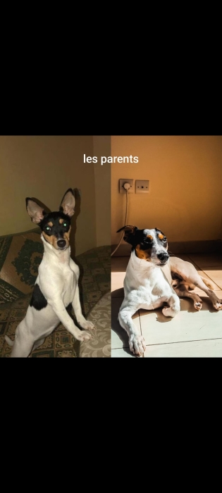 Chiots Jack Russell
